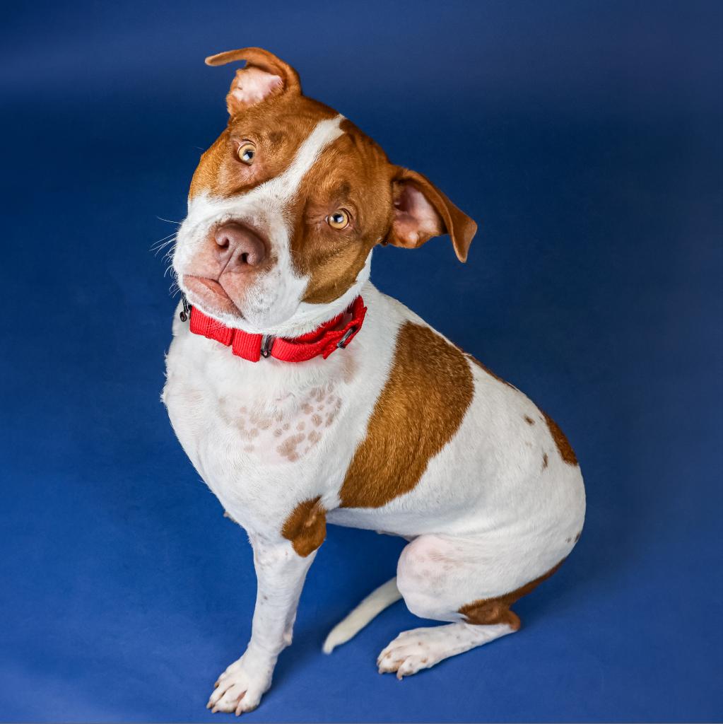 Tonic is a 2-year-old bulldog mix that loves meeting new people! Tonic originally came to HAP as a puppy and was swiftly adopted. In their home, Tonic was severely attacked by another dog and returned to the shelter a year later. Despite being back at HAP, Tonic is still easy-going and sweet as ever! When he's not cuddling with our staff, he can usually be found zooming around outside. He has such a goofy personality and loves to play. His favorite toys are chewy bones. Tonic already knows basic commands and walks well with a harness. He is very food-motivated to learn, making the possibilities endless! He loves people, making him the perfect addition to your family!