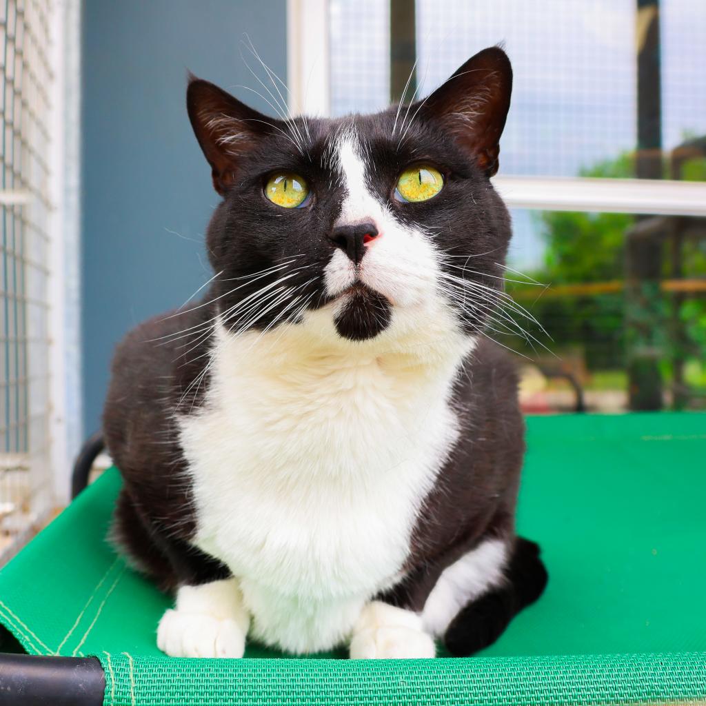 This handsome man is a 4-year-old tuxedo. Rusty came to us from a local shelter partner when they no longer had space to keep him. He is very outgoing and quickly became a volunteer favorite! Every morning, he greets our staff with a big meow and adorable kitty eyes. Our cattery team thinks he knows how to make them feel guilty, with one sad look, they have no choice but to sit with him for some snuggles. This affectionate boy is sure to rub against your leg or curl up in your lap. Despite being a lover, Rusty has his limits and is sure to give you a light tap or nibble to let you know he's had enough. He loves to tell you how he's feeling and what he wants. Rusty enjoys spending his days soaking up some sun and leaning into you for head scratches!